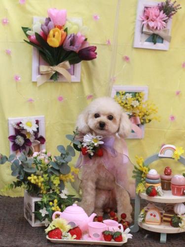 20230315りこちゃん